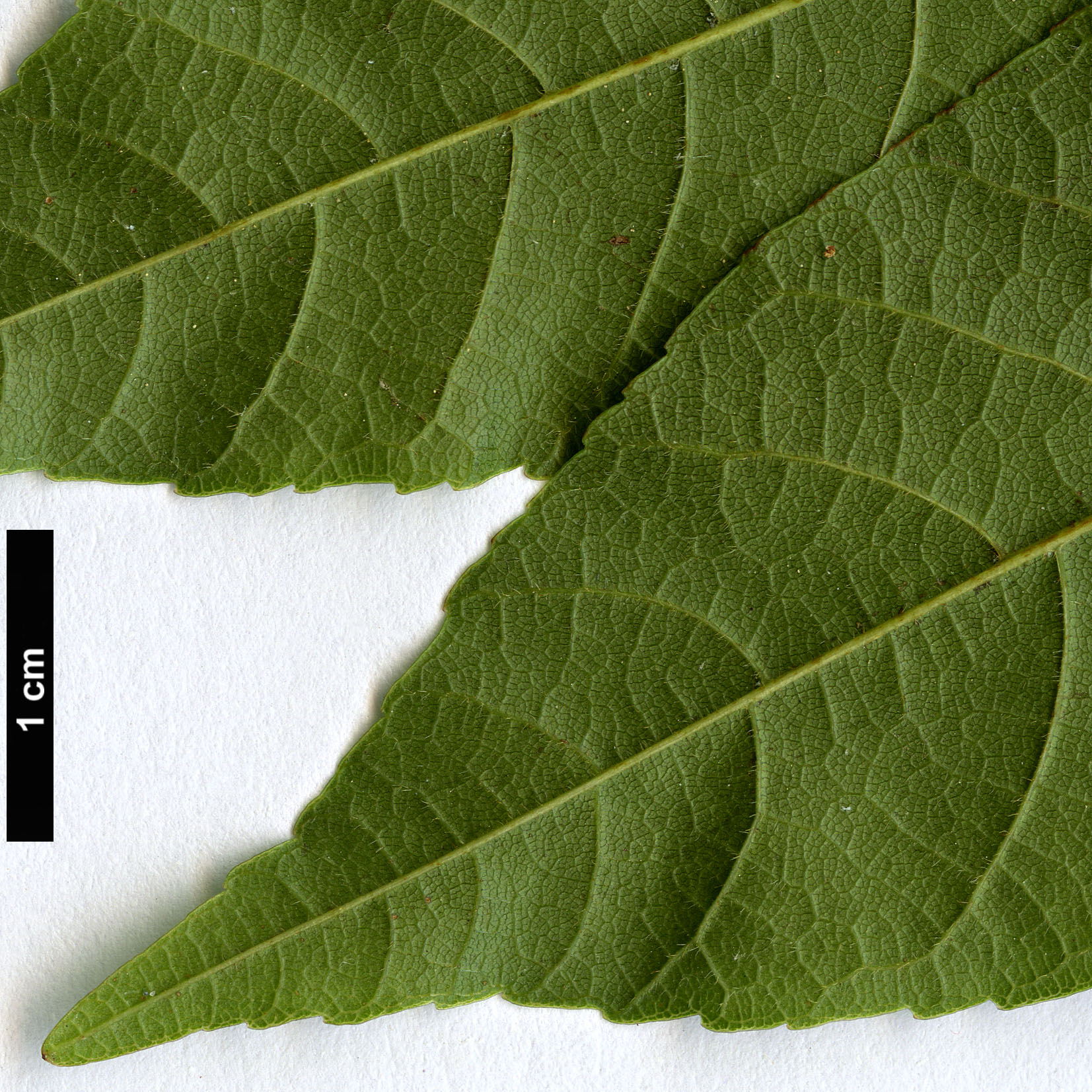 High resolution image: Family: Sapindaceae - Genus: Ungnadia - Taxon: speciosa